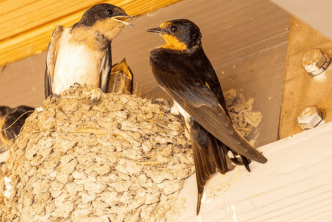 Two pacific shallow birds resting in a nest