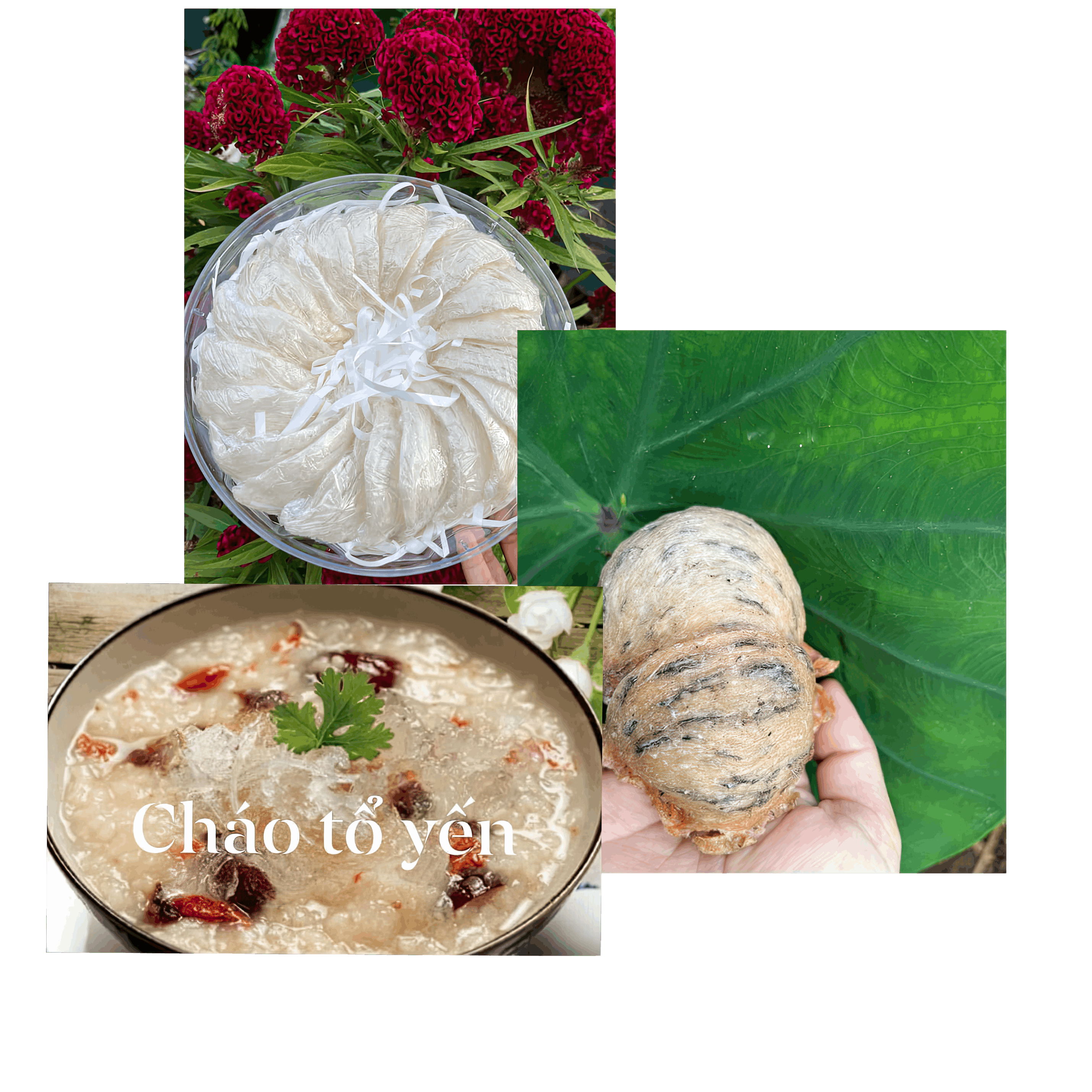 Packaged birds nest with hair removed, holding birds nest with some of the hair removed and close up image of bird nest porridge