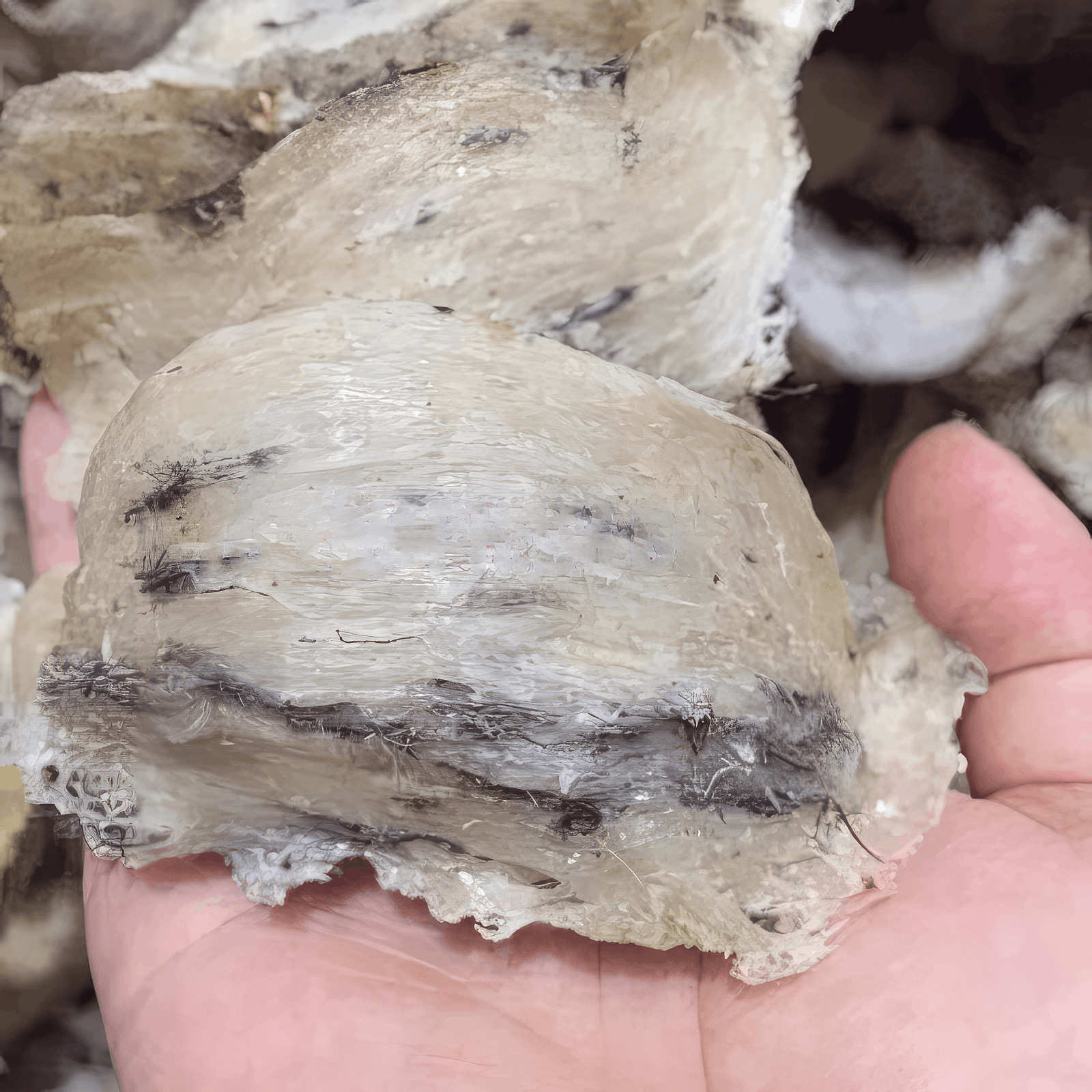 Closeup photo of raw bird nest that was just harvested