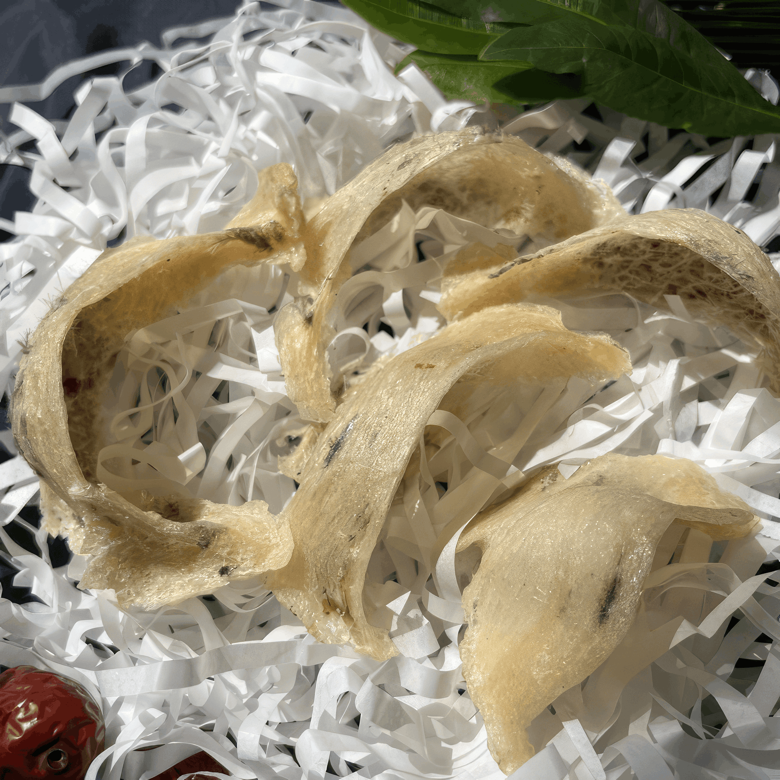 Fresh bird nest laying on white paper mache