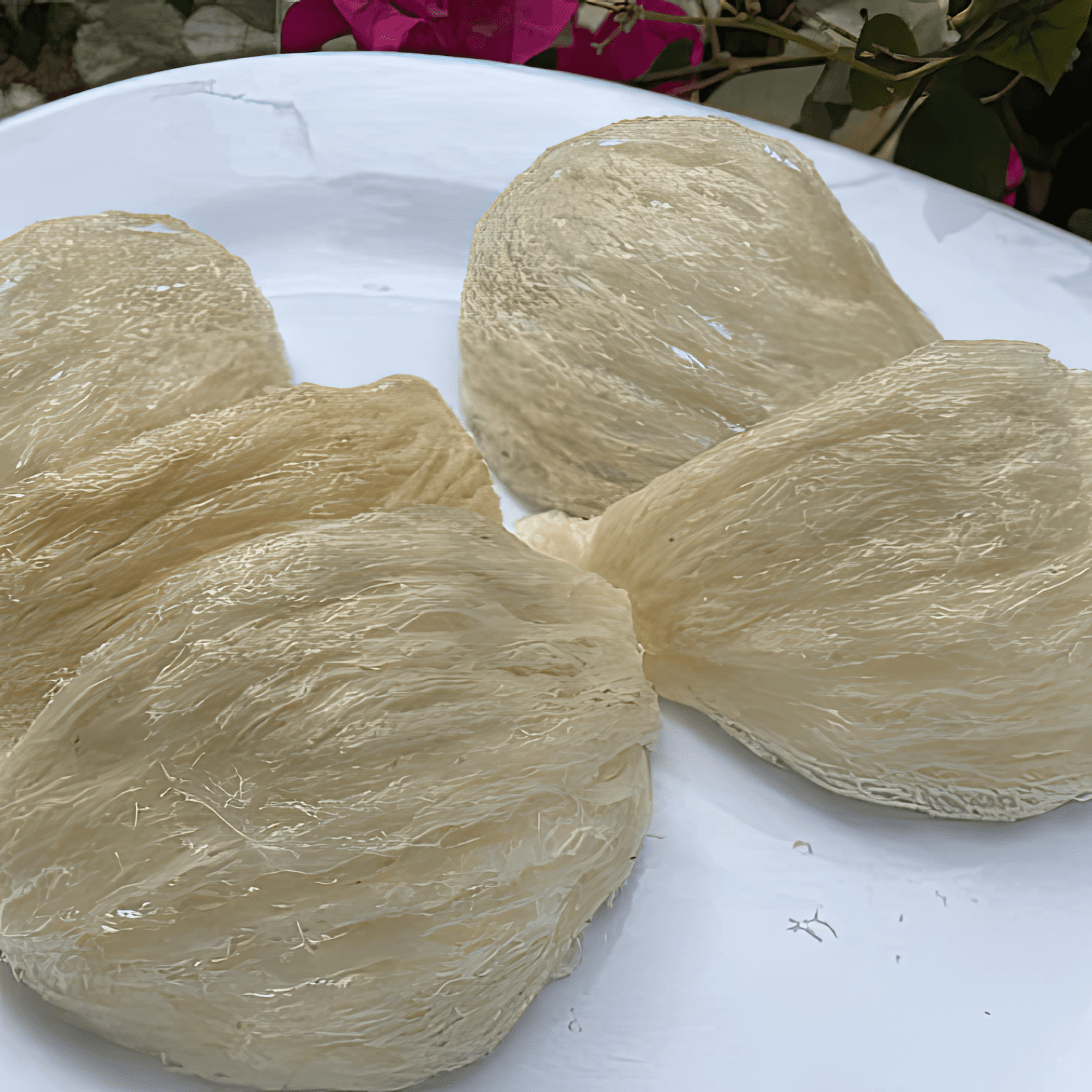 Cleaned bird nests laying on a plate